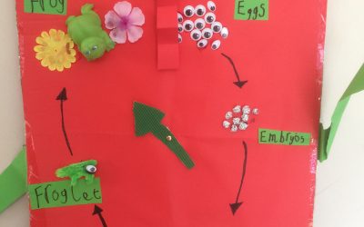 Davy’s Frog Project